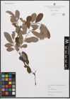 Foto von Salix cinerea L.